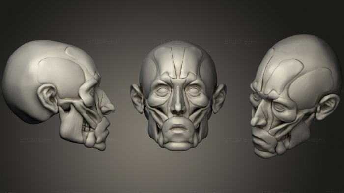 Anatomy of skeletons and skulls (Facial corch, ANTM_0417) 3D models for cnc